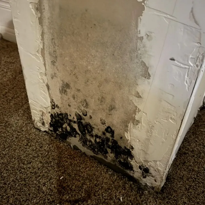 Professional Mold Removal in Rittman, OH